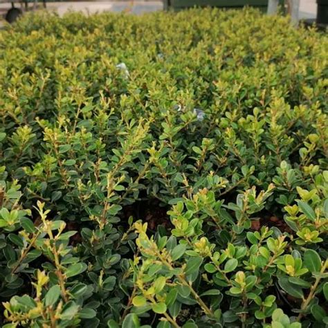 Home Box Of Cm Tall Pot Grown Evergreen Buxus Sempervirens