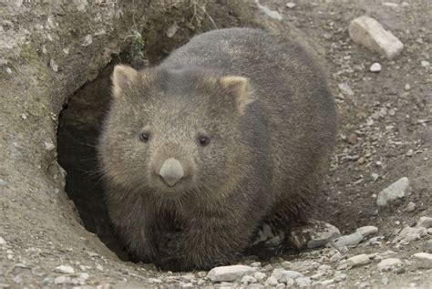 24 Brilliant Burrowing Animals
