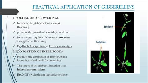 Plant Growth Hormone Gibberellins Powerpoint Slides Learnpick India