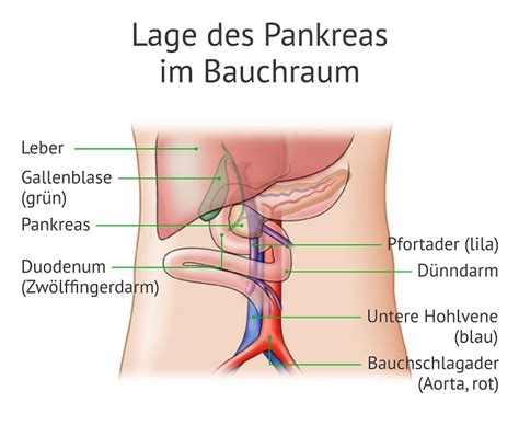 Pankreas Funktion des Drüsenorgans Transplantation verstehen