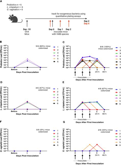 Human Vaginal Microbiota Colonization Is Regulated By Female Sex Hormones In A Mouse Model PMC