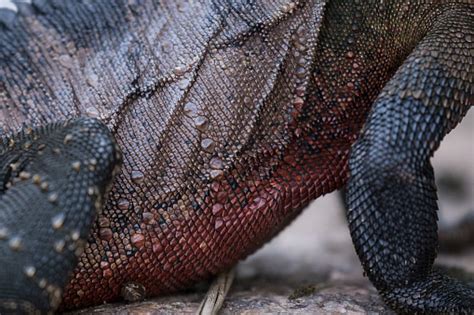 Close Shot Of An Australian Lizard Showing Scales And Pattern Color