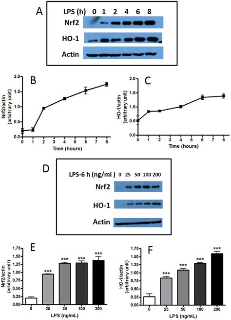 Lps Induces Nrf And Ho Protein Expression In Bv Microglial