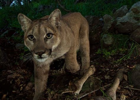 California Moves To Protect Imperiled Mountain Lion Populations