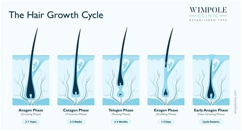 Hair Anatomy Hair Diagrams And The Mechanisms Of Hair Loss