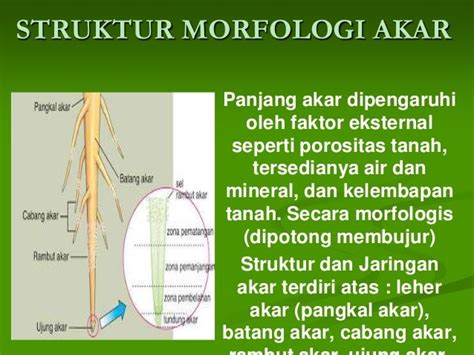 Gambar Struktur Anatomi Akar Jagung – bonus