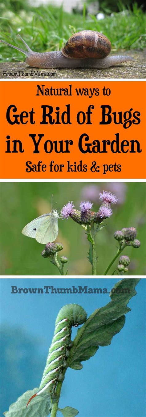 How To Get Rid Of Insects In Your Garden Garden Likes