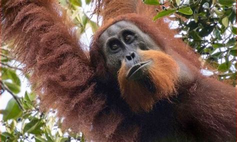 Habitat Terus Mengecil Orangutan Tapanuli Di Ambang Kepunahan Jernih Co