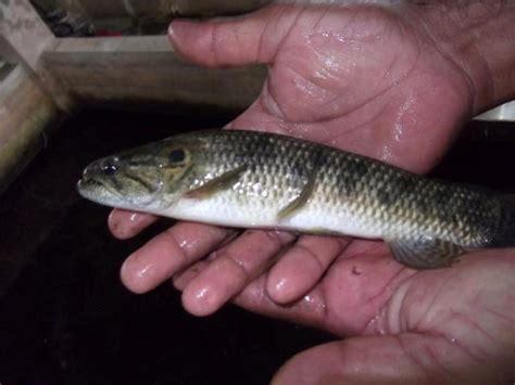 Wolf Fish Buy Wolf Fish Cunupia Trinidad And Tobago From Ish Tropicals