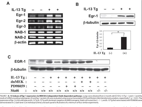 Figure From Role Of Early Growth Response Egr In Interleukin