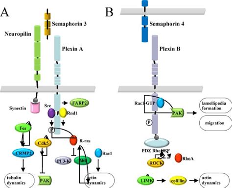 A Signaling Of Secreted Sema3 Via Class A Plexin And Neuropilin B