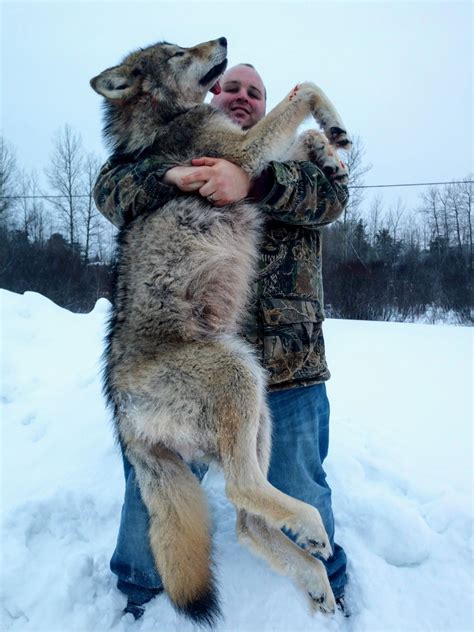 Ontario Wolf Hunting In 40 Degrees F