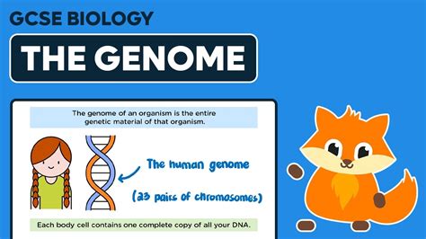 The Genome Gcse Biology Youtube