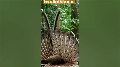 Burung Ruai Kalimantan Youtube