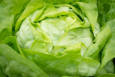 Iceberg Lettuce Prices Expected To Remain Elevated Into Late Fall