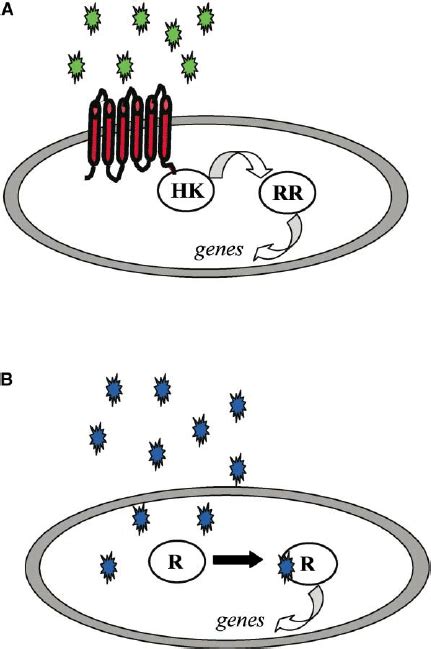 Schematic Of Chemical Signaling In Bacteria Download Scientific Diagram