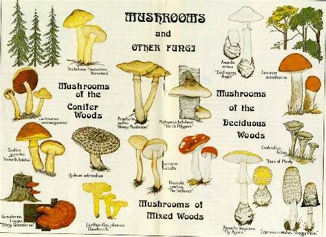 Mushrooms Mushroom Diagram Mushroom Images Fungi