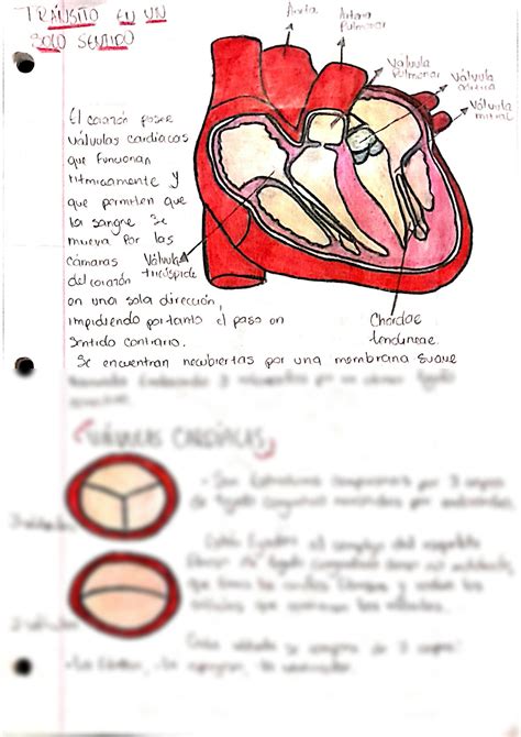 Solution Resumen Sistema Cardiovascular Studypool