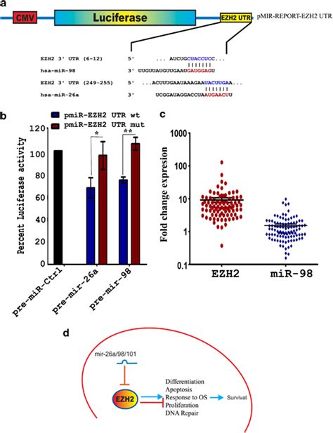 Ezh Utr Is A Direct Target Of Mir A And A Schematic