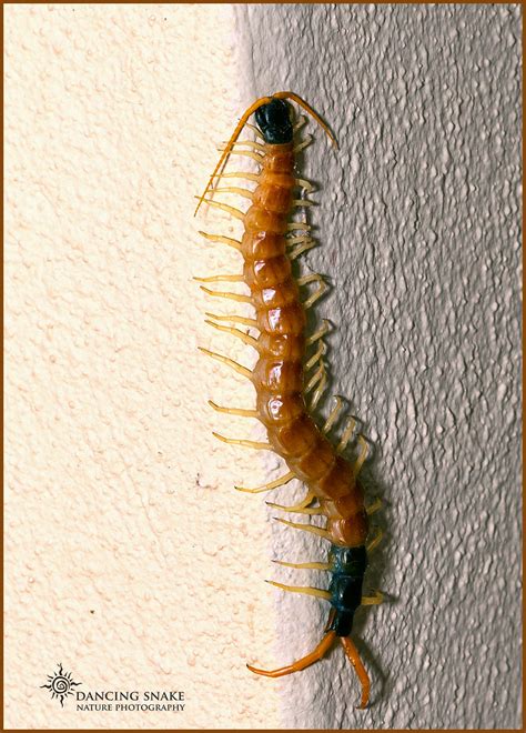 A Desert Centipede Dancing Snake Nature Photograph Flickr