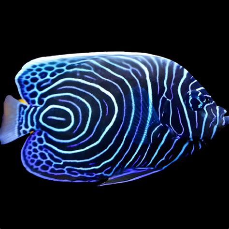 Pomacanthus Imperator Maxreef