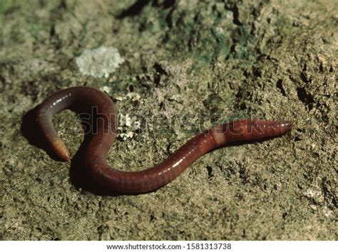 Common Earthworm Lumbricus Terrestris Nightcrawler Stock Photo Edit