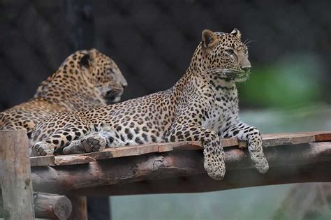 Mysore Zoo | Timings, Images, Animals, Tickets & Park @Holidify