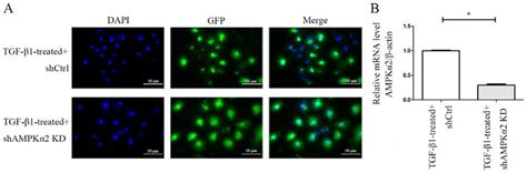 Transfection And Kd Efficiency Of Ampk Shrna And Control Lentivirus