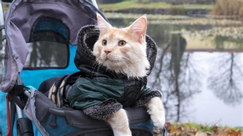 Cat Stroller | We've Found the World's Most Versatile Cat Carrier to Date