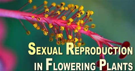 Welcome To The Living World Sexual Reproduction In Flowering Plants Ppt Presentation