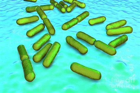 Probiotic Bacteria Bacillus Clausii Photograph By Kateryna Kon Science