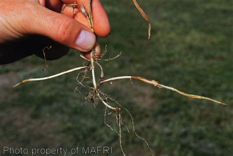 Province of Manitoba | agriculture - Quackgrass