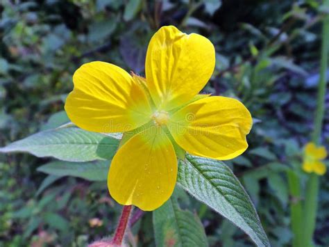 Primrose Willow Water Purslane Or Water Primrose Ludwigia Elegans