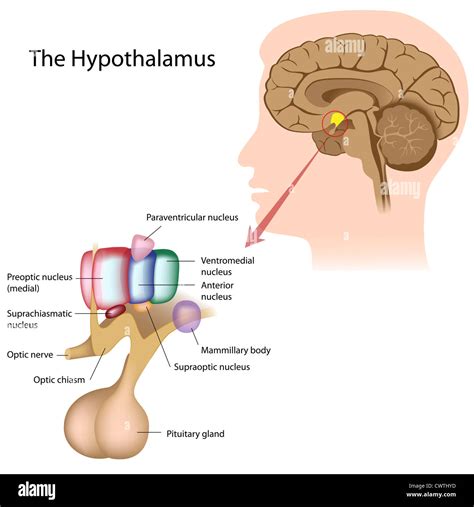 Hypothalamus Hi Res Stock Photography And Images Alamy