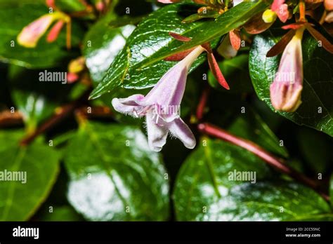 Abelia High Resolution Stock Photography And Images Alamy