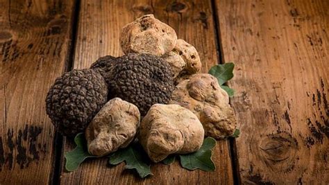 O Tartufo Marchigiano Caracter Sticas E Curiosidades Oriundi Net