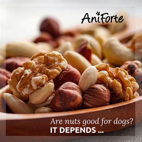 What Type Of Nuts Are Poisonous To Dogs