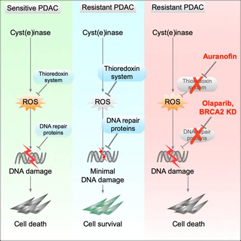 Combinatorial Approaches To Enhance DNA Damage Following Enzyme