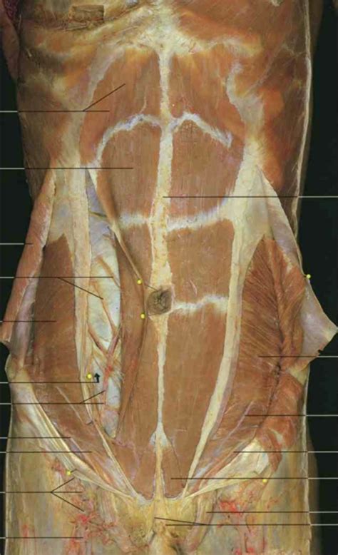Thoracic And Abdominal Walls Diagram Quizlet