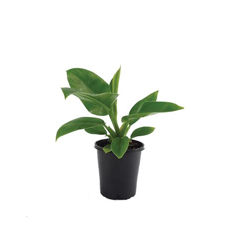 Philodendron Imperial Green Air Purifying Plant Greenhouse Co