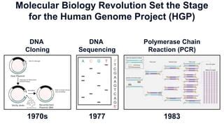 Human Genome Project Overview Pptx