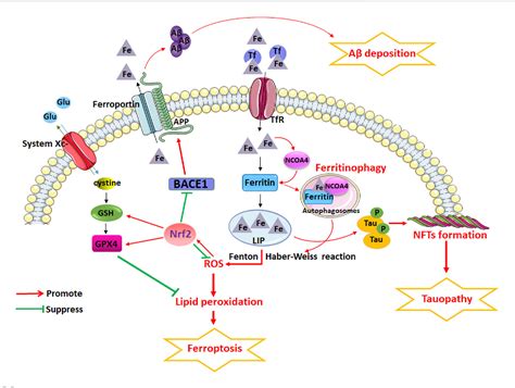 Iron Dyshomeostasis And Ferroptosis In Alzheimers Disease Molecular