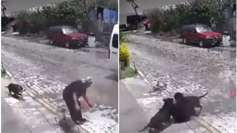 Abuelita Es Atacada Salvajemente Por Perros Video Se Viraliza El