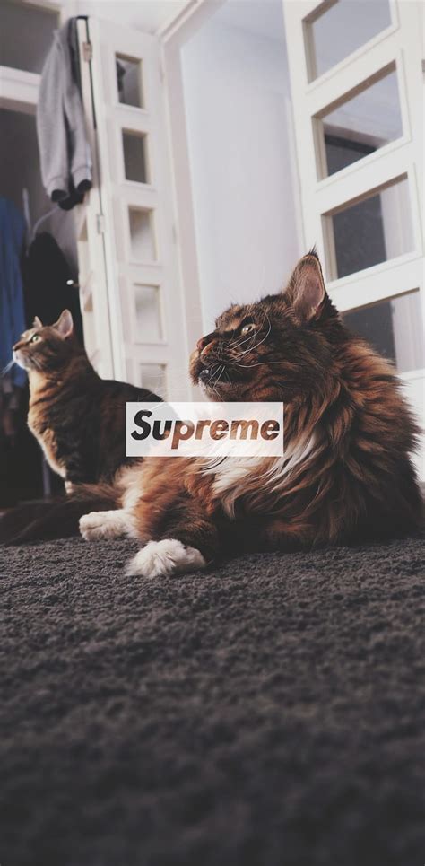 Supreme Cats Boxlogo Cat Kitten Kittens Pets Tumblr Hd Phone