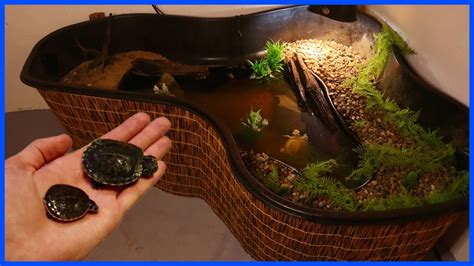 Indoor Turtle Pond Turtle Pond Turtle Habitat Indoor Turtle Pond | Hot ...