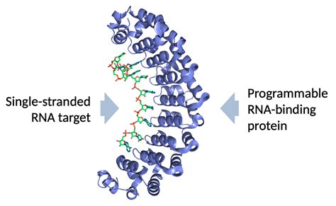 Programmable Rna Binding Proteins