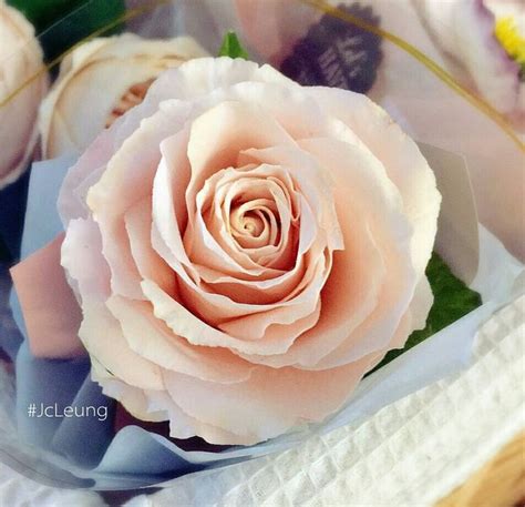 A Pink Rose Sitting On Top Of A White Cloth