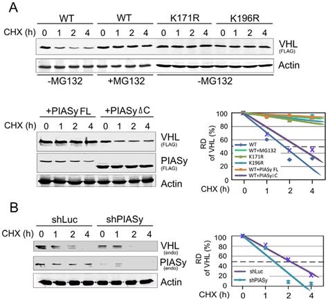 The VHL protein stability is enhanced by lysine 196 mutation and PIASy ...