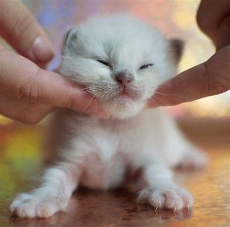 A Small White Kitten Being Petted By Someone