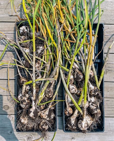 How To Grow Garlic The Woks Of Life